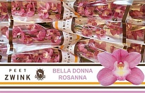 Орхидея Cymbidium Bella Donna Rosanna*12 дл.50 1шт
