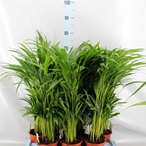 Арека d17 h80 6шт