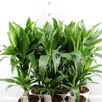 Драцена Джэнет Крейг 2Д d17 h70 6шт