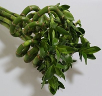 Бамбук спираль (К) дл.80 1уп (10шт)