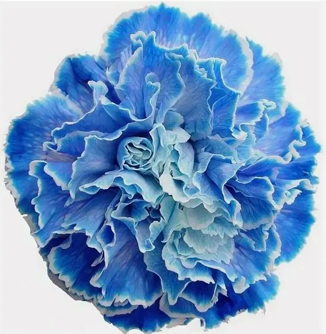 Гвоздика Одноголовая Vip Cote D’Azur (К) дл.70 20шт