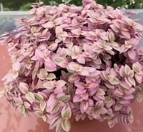 Каллизия Пантера d8 6шт