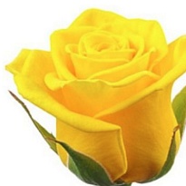 Роза Пенни Лейн одноголовая (МЦ) дл.50 15шт/уп