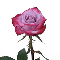 Роза Fl Hermosa Deep Purple дл.40 25шт