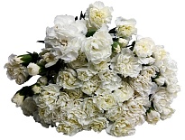 Гвоздика куст. Белая (К) дл.60 20шт