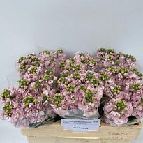 Маттиола Milla Light Pink 10шт