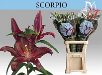 Лилия or. Scorpio 5+ 10шт