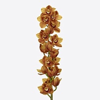 Орхидея Cymbidium Balou 2.0*12 дл.50 1шт