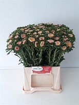 Астра Mats Apricot 10шт