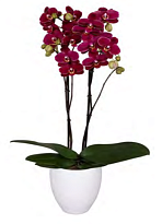 Орхидея Фален. Тунис 1ст d12 h50 10шт