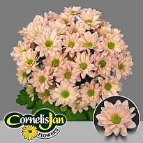 Хризантема кустовая Resq Peach 5шт