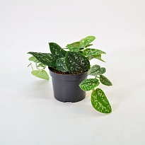 Сциндапсус Пиктус Аргуреус d12 h15 10шт