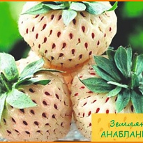Земляника Анабланка (ОКС) 5шт/кор