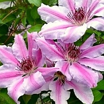 Клематис (Clematis) Нелли Мозер 3л h80-100 1шт