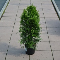 Туя (Thuja) западная Смарагд 2л h40-60 1шт