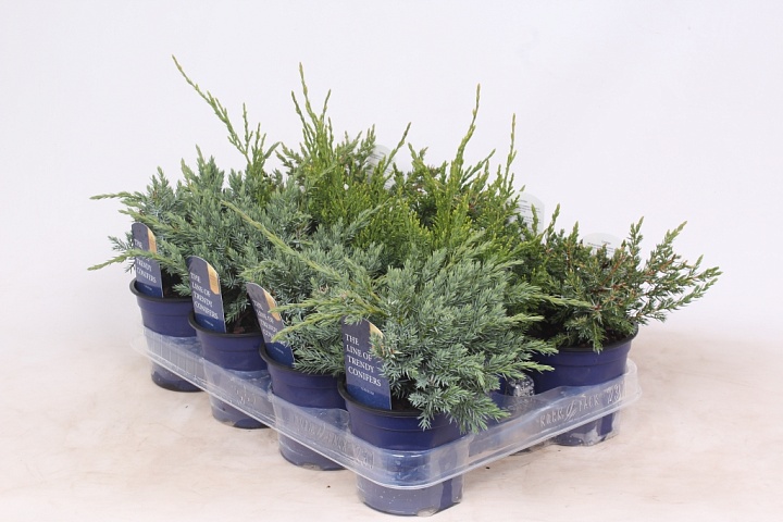 Можжевельник (Juniperus) микс (KV) d11 h15-20 11шт