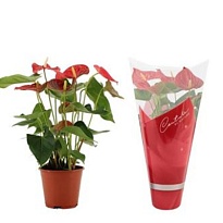 Антуриум Каспаро d14 h50 8шт