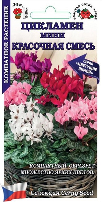Цикламен Мини Красочная смесь 3шт /ЗС