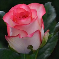 Роза Джумилия (ТКН) дл.50 15шт