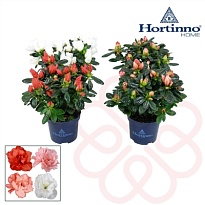 Азалия Хортинно микс d9 h15 12шт