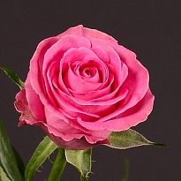 Роза Shalimar Pink Arrow дл.42 10шт