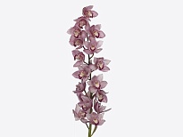 Орхидея Cymbidium Bobbi*9 дл.60 1шт