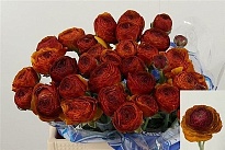 Лютик Success Nerone 10шт