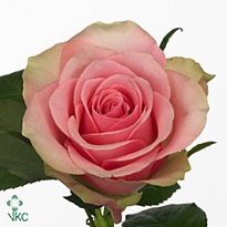 Роза Belle Rose дл.35 10шт