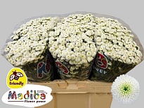 Хризантема сантини Madiba Lumie 25шт