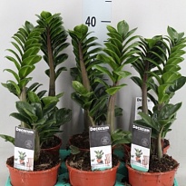 Замиокулькас Зензи d11 h25 8шт