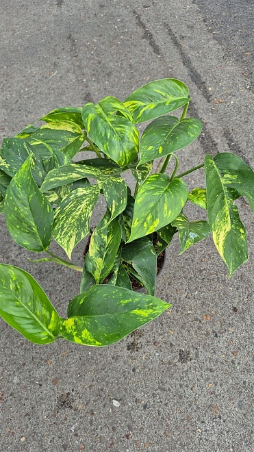 Эпипремнум Голдфингер d17 h35 4шт