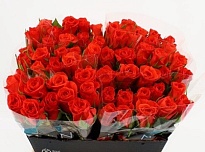 Роза Patz дл.40 10шт