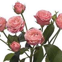 Роза Coral Yo-Yo кустовая (Ц) дл.60 10шт/уп