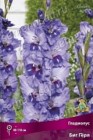 Гладиолус Биг Герл 10/12 10шт