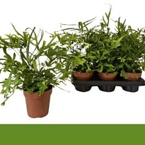 Птерис Роевери d12 h40 6шт