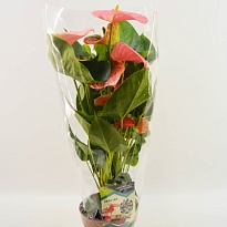 Антуриум Ариса Розовый d14 h50 8шт