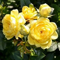 Роза Анни Дюпрей парковая /Цв.Кор