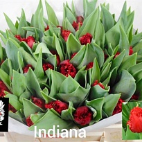 Тюльпан Fr Indiana 10шт