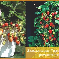 Земляника Гирлянда ремонтан. (стакан) 1шт