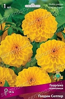 Георгина помпонная Голден Септер 1шт