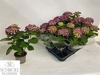 Гортензия Макр. Пёрпл d10 h25 8шт