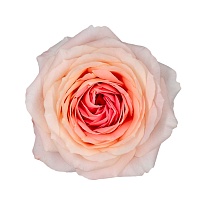 Роза Florecal Mayra`s Bridal Pink дл.40 12шт