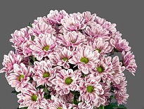 Хризантема кустовая Festival 5шт