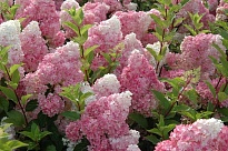 Гортензия (Hydrangea) метельчатая Ванилла Фрейз 3л h40-60 1шт
