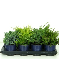 Можжевельник (Juniperus) микс (KV) d13 h20-25 8шт
