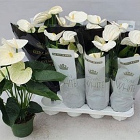 Антуриум Альпайн d14 h50 8шт