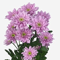 Хризантема кустовая Fianna (Italia)  5шт