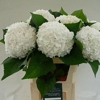 Гортензия Blizzard дл.80 d23-25 1шт