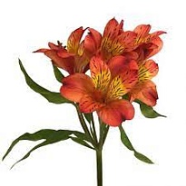Альстромерия Yoliroses Orange дл.60 10шт