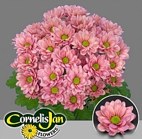 Хризантема кустовая Resq Lucie 5шт